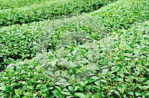 Ulong tea farm