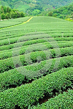 Ulong tea farm