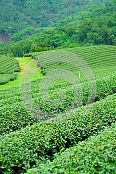 Ulong tea farm