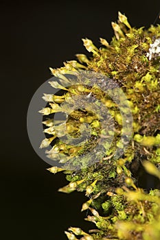 Ulota moss growing on bark in Newbury, New Hampshire