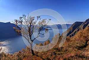 Single tree in autumn colors on the mountain