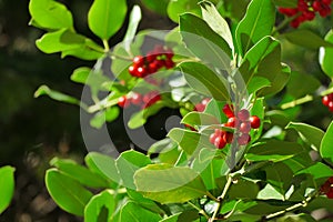 The ultimate Christmas symbol, the Holly or Ilex aquifolium photo