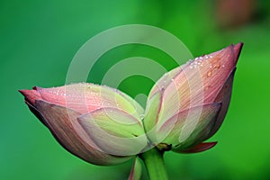 The ultimate in cncondom belong to lotus., it cannot reproduce itself does not belong to the varieties, genetic, and can only be n