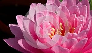 Ultimate pink waterlily