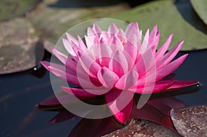 Ultimate pink waterlily