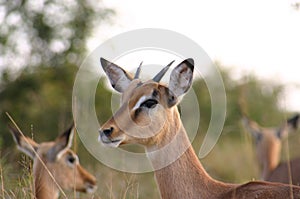 Ultimate portrait of a gazelle