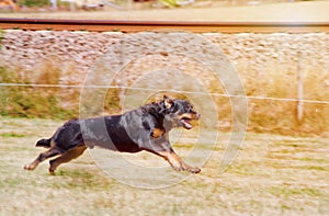 Working dog the rottweiler