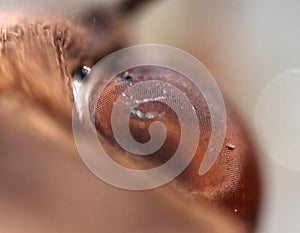 Ultra close up of an eye of a moth