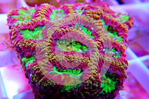 Ultra colorful Favites LPS coral - Merulinidae sp.