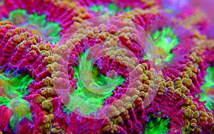 Ultra colorful Favites LPS coral - Merulinidae sp.