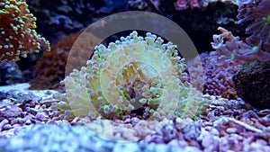Ultra green euphyllia frogspawn lps coral