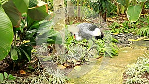 Ultra hd, 4k, real time. African Grey Crowned Crane Balearica Regulorum, Bird In Crane Family Gruidae.