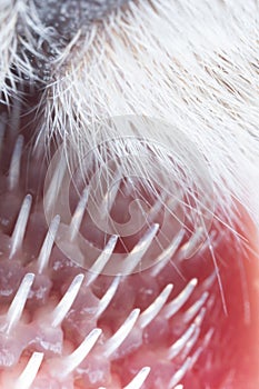 ultra macro close up of a cat& x27;s tongue with papillae