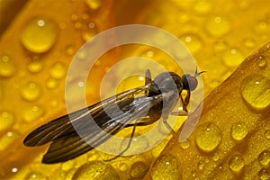 Ultra macro of a mosquito on a flower