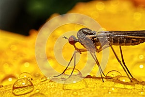 Ultra macro of a mosquito on a flower