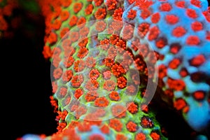 Ultra macro polyps scene from Montipora short polyp stony coral