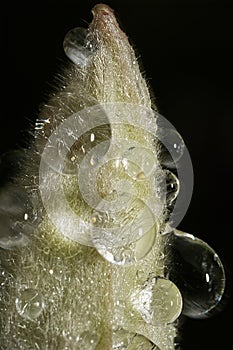 Ultra macro of rain drops on the garden flowers