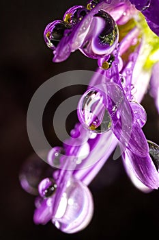 Ultra macro of rain drops on the garden flowers