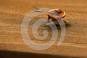 Ultra macro from a rusty screw with its head sticking out of the splintered wood of a board