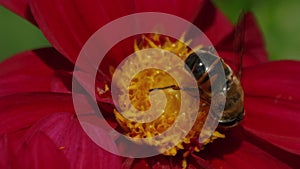 Ultra Macro Shot of a Bee Pollinating a Red Flower