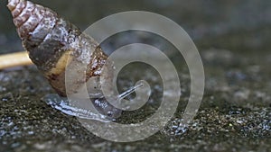 Ultra macro shot of a small snail.