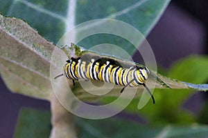 Etxreme close-up of a bright yellow, white, and black monarch catepillar feeding on milkweed..