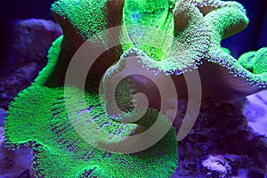 Ultra Neon Green polyp Crown Leather coral