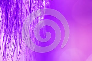 Ultra violet abstract background of a macro feather with drops of dew or water. A beautiful art image. Fashionable color.