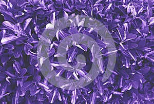 UltraViolet leaves background photo