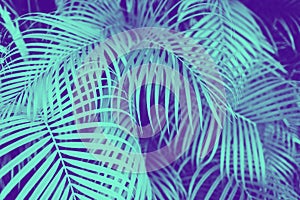 Ultra violet and blue duotone palm tree leaves