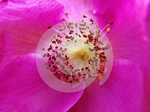 Ultra Violet. macro photo of a purple flower of wild rose Rosa canina with yellow stamen with pollen.