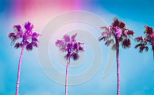 Ultra violet palms in the city of Los Angeles. Toning