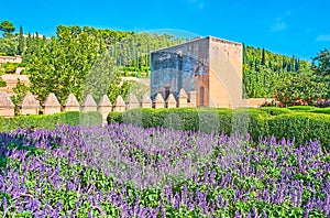 Ultra violet salvia in Alhambra garden, Granada, Spain photo