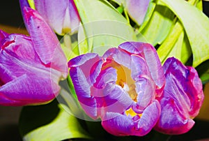 Ultra violet tulip blossoms with green leaf in the background