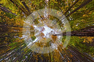 Ultra wide angle upward shot in autumn daylight forest, Cloudy weather