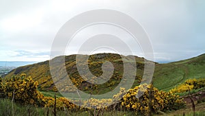 Ultra-wide view on Whinny hill in Edinburgh city covered with gorse in yellow bloom and blurred spikelets in the