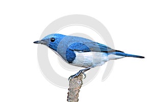 Ultramarine Flycatcher bird