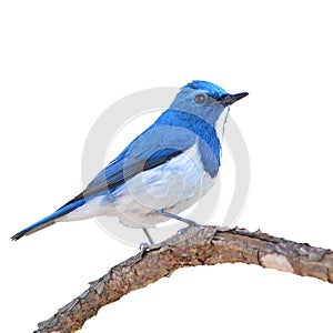 Ultramarine Flycatcher bird