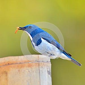 Ultramarine Flycatcher bird