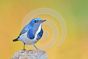 Ultramarine Flycatcher bird