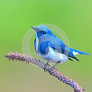 Ultramarine flycatcher bird