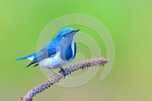 Ultramarine flycatcher bird photo