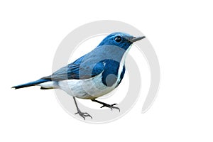 Ultramarine flycatcher bird photo