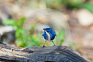 Ultramarine flycatcher ,Birds.