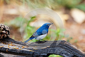 Ultramarine flycatcher ,Birds.