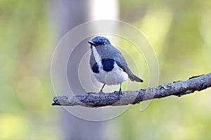 Ultramarine Flycatcher Ficedula superciliaris