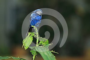 Ultramarine grosbeak