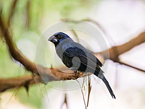 An Ultramarine Grosbeak sitting on a branch