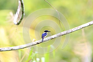 Ultramarine kingfisher