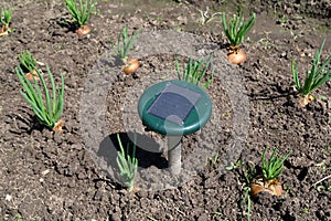 The ultrasonic pest repeller  of moles is installed on the solar battery on a bed of green onions photo